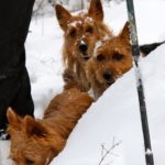 Australian Terrier Breeders Australian Terrier Puppies Australian Terrier Breeders In Washington State Australian Terrier Breeders in Oregon State Australian Terrier Breeders in Colorado State Australian Terrier Rescue Australian Terrier Club of America Australian Terrier International