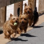 Australian Terrier Breeders Australian Terrier Puppies Australian Terrier Breeders In Washington State Australian Terrier Breeders in Oregon State Australian Terrier Breeders in Colorado State Australian Terrier Rescue Australian Terrier Club of America Australian Terrier International