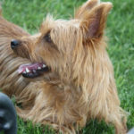 Australian Terrier Breeders Australian Terrier Puppies Australian Terrier Breeders In Washington State Australian Terrier Breeders in Oregon State Australian Terrier Breeders in Colorado State Australian Terrier Rescue Australian Terrier Club of America Australian Terrier International