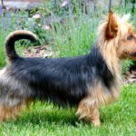 Australian Terrier Breeders Australian Terrier Puppies Australian Terrier Breeders In Washington State Australian Terrier Breeders in Oregon State Australian Terrier Breeders in Colorado State Australian Terrier Rescue Australian Terrier Club of America Australian Terrier International