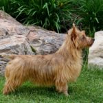 Australian Terrier Breeders Australian Terrier Puppies Australian Terrier Breeders In Washington State Australian Terrier Breeders in Oregon State Australian Terrier Breeders in Colorado State Australian Terrier Rescue Australian Terrier Club of America Australian Terrier International