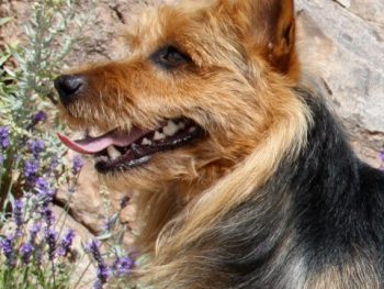 GCH Arista's Rocky Mountain High "Rocky" (Australian Terrier)