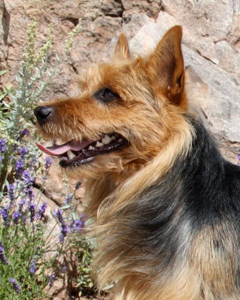 Australian Terrier Breeders Australian Terrier Puppies Australian Terrier Breeders In Washington State Australian Terrier Breeders in Oregon State Australian Terrier Breeders in Colorado State Australian Terrier Rescue Australian Terrier Club of America Australian Terrier International