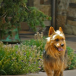 Australian Terrier Breeders Australian Terrier Puppies Australian Terrier Breeders In Washington State Australian Terrier Breeders in Oregon State Australian Terrier Breeders in Colorado State Australian Terrier Rescue Australian Terrier Club of America Australian Terrier International