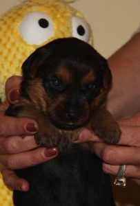 Australian Terrier Breeders Australian Terrier Puppies Australian Terrier Breeders In Washington State Australian Terrier Breeders in Oregon State Australian Terrier Breeders in Colorado State Australian Terrier Rescue Australian Terrier Club of America Australian Terrier International