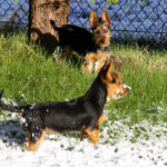 Australian Terrier Breeders Australian Terrier Puppies Australian Terrier Breeders In Washington State Australian Terrier Breeders in Oregon State Australian Terrier Breeders in Colorado State Australian Terrier Rescue Australian Terrier Club of America Australian Terrier International