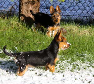 Australian Terrier Breeders Australian Terrier Puppies Australian Terrier Breeders In Washington State Australian Terrier Breeders in Oregon State Australian Terrier Breeders in Colorado State Australian Terrier Rescue Australian Terrier Club of America Australian Terrier International