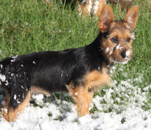 Australian Terrier Breeders Australian Terrier Puppies Australian Terrier Breeders In Washington State Australian Terrier Breeders in Oregon State Australian Terrier Breeders in Colorado State Australian Terrier Rescue Australian Terrier Club of America Australian Terrier International