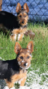 Australian Terrier Breeders Australian Terrier Puppies Australian Terrier Breeders In Washington State Australian Terrier Breeders in Oregon State Australian Terrier Breeders in Colorado State Australian Terrier Rescue Australian Terrier Club of America Australian Terrier International