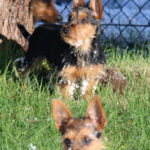 Australian Terrier Breeders Australian Terrier Puppies Australian Terrier Breeders In Washington State Australian Terrier Breeders in Oregon State Australian Terrier Breeders in Colorado State Australian Terrier Rescue Australian Terrier Club of America Australian Terrier International