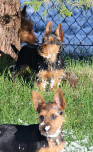 Australian Terrier Breeders Australian Terrier Puppies Australian Terrier Breeders In Washington State Australian Terrier Breeders in Oregon State Australian Terrier Breeders in Colorado State Australian Terrier Rescue Australian Terrier Club of America Australian Terrier International