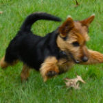 Australian Terrier Breeders Australian Terrier Puppies Australian Terrier Breeders In Washington State Australian Terrier Breeders in Oregon State Australian Terrier Breeders in Colorado State Australian Terrier Rescue Australian Terrier Club of America Australian Terrier International