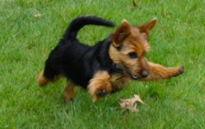 Australian Terrier Breeders Australian Terrier Puppies Australian Terrier Breeders In Washington State Australian Terrier Breeders in Oregon State Australian Terrier Breeders in Colorado State Australian Terrier Rescue Australian Terrier Club of America Australian Terrier International