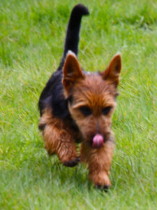 Australian Terrier Breeders Australian Terrier Puppies Australian Terrier Breeders In Washington State Australian Terrier Breeders in Oregon State Australian Terrier Breeders in Colorado State Australian Terrier Rescue Australian Terrier Club of America Australian Terrier International