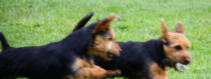 Australian Terrier Breeders Australian Terrier Puppies Australian Terrier Breeders In Washington State Australian Terrier Breeders in Oregon State Australian Terrier Breeders in Colorado State Australian Terrier Rescue Australian Terrier Club of America Australian Terrier International