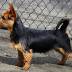 Australian Terrier Breeders Australian Terrier Puppies Australian Terrier Breeders In Washington State Australian Terrier Breeders in Oregon State Australian Terrier Breeders in Colorado State Australian Terrier Rescue Australian Terrier Club of America Australian Terrier International