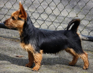 Australian Terrier Breeders Australian Terrier Puppies Australian Terrier Breeders In Washington State Australian Terrier Breeders in Oregon State Australian Terrier Breeders in Colorado State Australian Terrier Rescue Australian Terrier Club of America Australian Terrier International