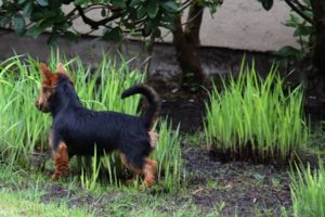 Australian Terrier Breeders Australian Terrier Puppies Australian Terrier Breeders In Washington State Australian Terrier Breeders in Oregon State Australian Terrier Breeders in Colorado State Australian Terrier Rescue Australian Terrier Club of America Australian Terrier International