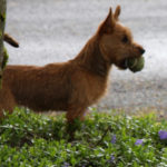 Australian Terrier Breeders Australian Terrier Puppies Australian Terrier Breeders In Washington State Australian Terrier Breeders in Oregon State Australian Terrier Breeders in Colorado State Australian Terrier Rescue Australian Terrier Club of America Australian Terrier International