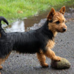 Australian Terrier Breeders Australian Terrier Puppies Australian Terrier Breeders In Washington State Australian Terrier Breeders in Oregon State Australian Terrier Breeders in Colorado State Australian Terrier Rescue Australian Terrier Club of America Australian Terrier International