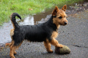 Australian Terrier Breeders Australian Terrier Puppies Australian Terrier Breeders In Washington State Australian Terrier Breeders in Oregon State Australian Terrier Breeders in Colorado State Australian Terrier Rescue Australian Terrier Club of America Australian Terrier International