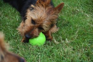 Australian Terrier Breeders Australian Terrier Puppies Australian Terrier Breeders In Washington State Australian Terrier Breeders in Oregon State Australian Terrier Breeders in Colorado State Australian Terrier Rescue Australian Terrier Club of America Australian Terrier International