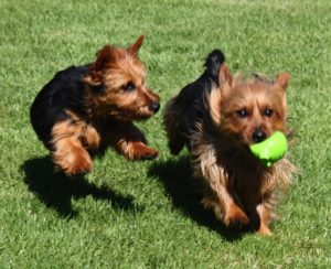 Australian Terrier Breeders Australian Terrier Puppies Australian Terrier Breeders In Washington State Australian Terrier Breeders in Oregon State Australian Terrier Breeders in Colorado State Australian Terrier Rescue Australian Terrier Club of America Australian Terrier International