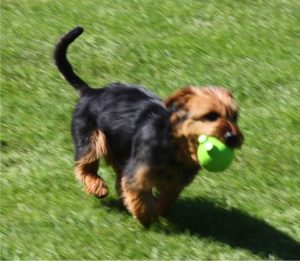 Australian Terrier Breeders Australian Terrier Puppies Australian Terrier Breeders In Washington State Australian Terrier Breeders in Oregon State Australian Terrier Breeders in Colorado State Australian Terrier Rescue Australian Terrier Club of America Australian Terrier International