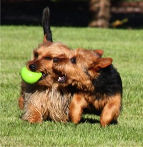 Australian Terrier Breeders Australian Terrier Puppies Australian Terrier Breeders In Washington State Australian Terrier Breeders in Oregon State Australian Terrier Breeders in Colorado State Australian Terrier Rescue Australian Terrier Club of America Australian Terrier International