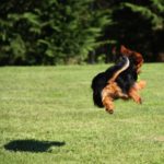 Australian Terrier Breeders Australian Terrier Puppies Australian Terrier Breeders In Washington State Australian Terrier Breeders in Oregon State Australian Terrier Breeders in Colorado State Australian Terrier Rescue Australian Terrier Club of America Australian Terrier International