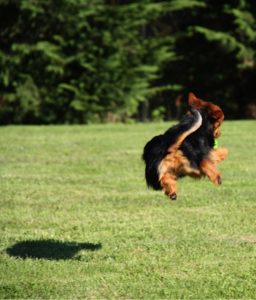 Australian Terrier Breeders Australian Terrier Puppies Australian Terrier Breeders In Washington State Australian Terrier Breeders in Oregon State Australian Terrier Breeders in Colorado State Australian Terrier Rescue Australian Terrier Club of America Australian Terrier International