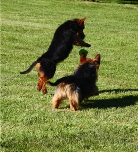 Australian Terrier Breeders Australian Terrier Puppies Australian Terrier Breeders In Washington State Australian Terrier Breeders in Oregon State Australian Terrier Breeders in Colorado State Australian Terrier Rescue Australian Terrier Club of America Australian Terrier International