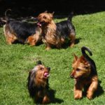 Australian Terrier Breeders Australian Terrier Puppies Australian Terrier Breeders In Washington State Australian Terrier Breeders in Oregon State Australian Terrier Breeders in Colorado State Australian Terrier Rescue Australian Terrier Club of America Australian Terrier International