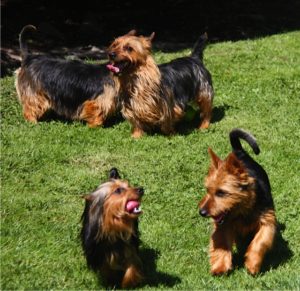 Australian Terrier Breeders Australian Terrier Puppies Australian Terrier Breeders In Washington State Australian Terrier Breeders in Oregon State Australian Terrier Breeders in Colorado State Australian Terrier Rescue Australian Terrier Club of America Australian Terrier International