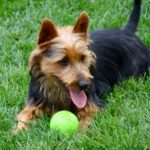 Australian Terrier