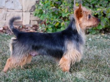 Aristas Million Dollar Baby "Madison" (Australian Terrier)