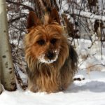 Australian Terrier Breeders Australian Terrier Puppies Australian Terrier Breeders In Washington State Australian Terrier Breeders in Oregon State Australian Terrier Breeders in Colorado State Australian Terrier Rescue Australian Terrier Club of America Australian Terrier International