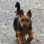 Australian Terrier Breeders Australian Terrier Puppies Australian Terrier Breeders In Washington State Australian Terrier Breeders in Oregon State Australian Terrier Breeders in Colorado State Australian Terrier Rescue Australian Terrier Club of America Australian Terrier International