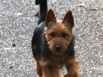 Arista's Aussome Forever Young "Kiki" (formerly Chaching) Australian Terrier