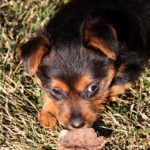 Australian Terrier Breeders Australian Terrier Puppies Australian Terrier Breeders In Washington State Australian Terrier Breeders in Oregon State Australian Terrier Breeders in Colorado State Australian Terrier Rescue Australian Terrier Club of America Australian Terrier International