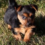 Australian Terrier Breeders Australian Terrier Puppies Australian Terrier Breeders In Washington State Australian Terrier Breeders in Oregon State Australian Terrier Breeders in Colorado State Australian Terrier Rescue Australian Terrier Club of America Australian Terrier International