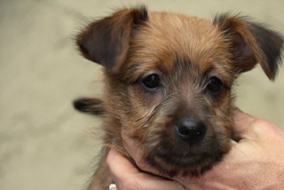 Australian Terrier Breeders Australian Terrier Puppies Australian Terrier Breeders In Washington State Australian Terrier Breeders in Oregon State Australian Terrier Breeders in Colorado State Australian Terrier Rescue Australian Terrier Club of America Australian Terrier International