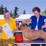 Australian Terrier Breeders Australian Terrier Puppies Australian Terrier Breeders In Washington State Australian Terrier Breeders in Oregon State Australian Terrier Breeders in Colorado State Australian Terrier Rescue Australian Terrier Club of America Australian Terrier International