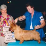 Australian Terrier Breeders Australian Terrier Puppies Australian Terrier Breeders In Washington State Australian Terrier Breeders in Oregon State Australian Terrier Breeders in Colorado State Australian Terrier Rescue Australian Terrier Club of America Australian Terrier International