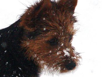 CH New New Thing "Lenny" (Australian Terrier)