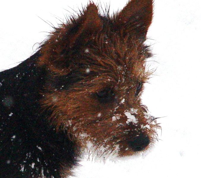 Australian Terrier Breeders Australian Terrier Puppies Australian Terrier Breeders In Washington State Australian Terrier Breeders in Oregon State Australian Terrier Breeders in Colorado State Australian Terrier Rescue Australian Terrier Club of America Australian Terrier International