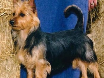 International CH Arista's Aussie Outback Survivor "Lizzie" (Australian Terrier)