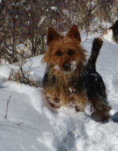 Australian Terrier Breeders Australian Terrier Puppies Australian Terrier Breeders In Washington State Australian Terrier Breeders in Oregon State Australian Terrier Breeders in Colorado State Australian Terrier Rescue Australian Terrier Club of America Australian Terrier International