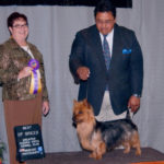 Australian Terrier Breeders Australian Terrier Puppies Australian Terrier Breeders In Washington State Australian Terrier Breeders in Oregon State Australian Terrier Breeders in Colorado State Australian Terrier Rescue Australian Terrier Club of America Australian Terrier International