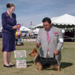 Australian Terrier Breeders Australian Terrier Puppies Australian Terrier Breeders In Washington State Australian Terrier Breeders in Oregon State Australian Terrier Breeders in Colorado State Australian Terrier Rescue Australian Terrier Club of America Australian Terrier International